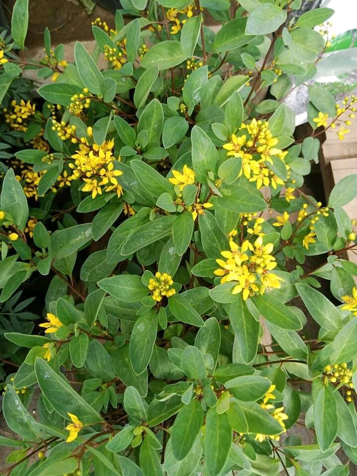 Golden Thryallis with FREE fertilizer | Lazada PH