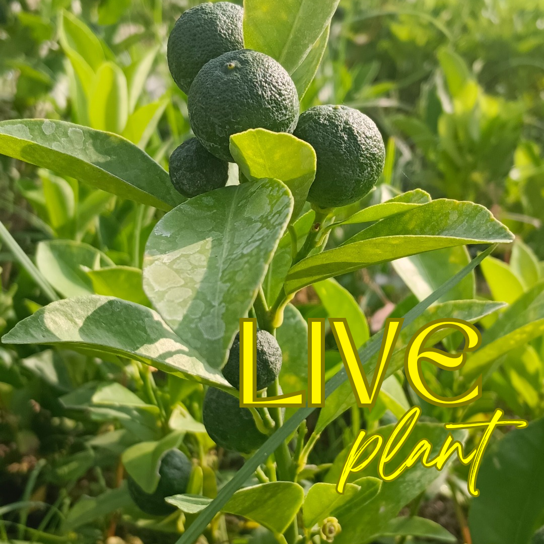buy-2-plus-1-free-calamansi-live-plant-may-bunga-na-lazada-ph
