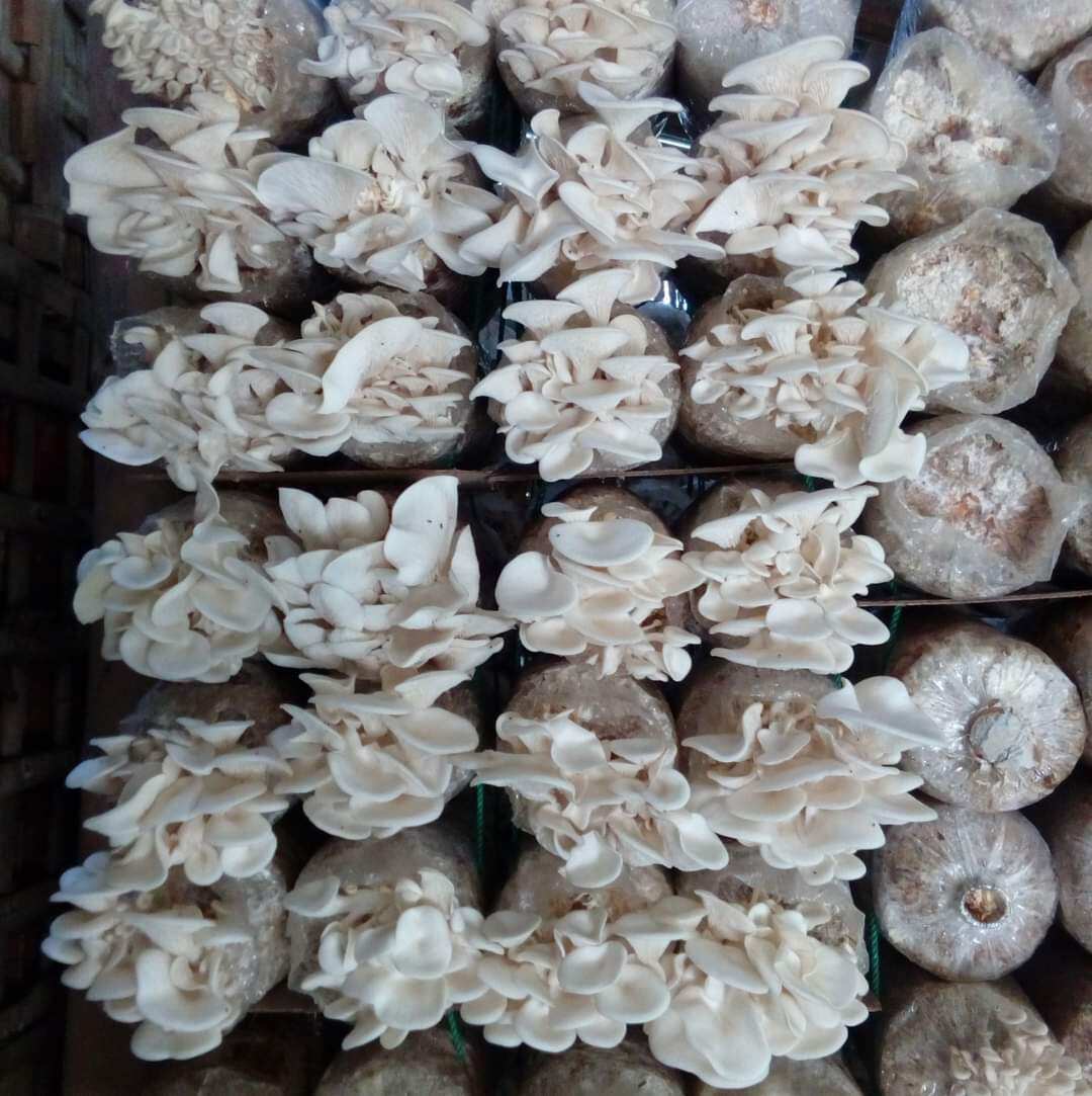 mushroom fruiting bag for sale philippines
