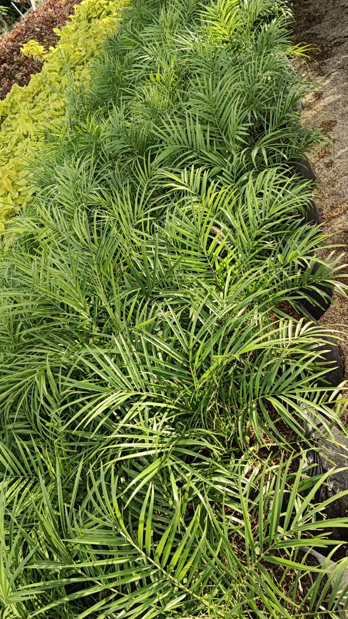 Phoenix Palm. 