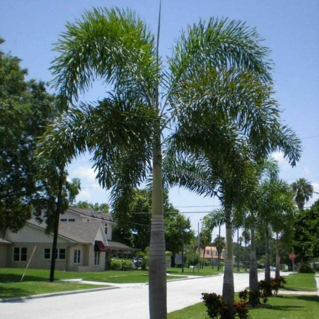 Foxtail Palm Tree 1 Seed Lazada Ph 3009