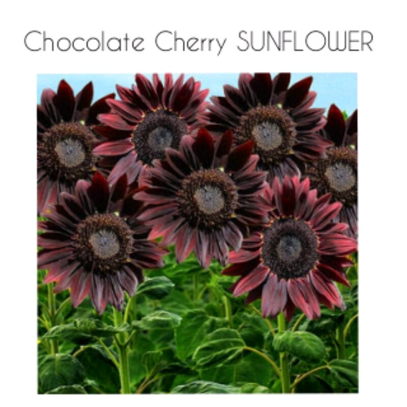 CHOCOLATE CHERRY SUNFLOWER seeds Lazada PH
