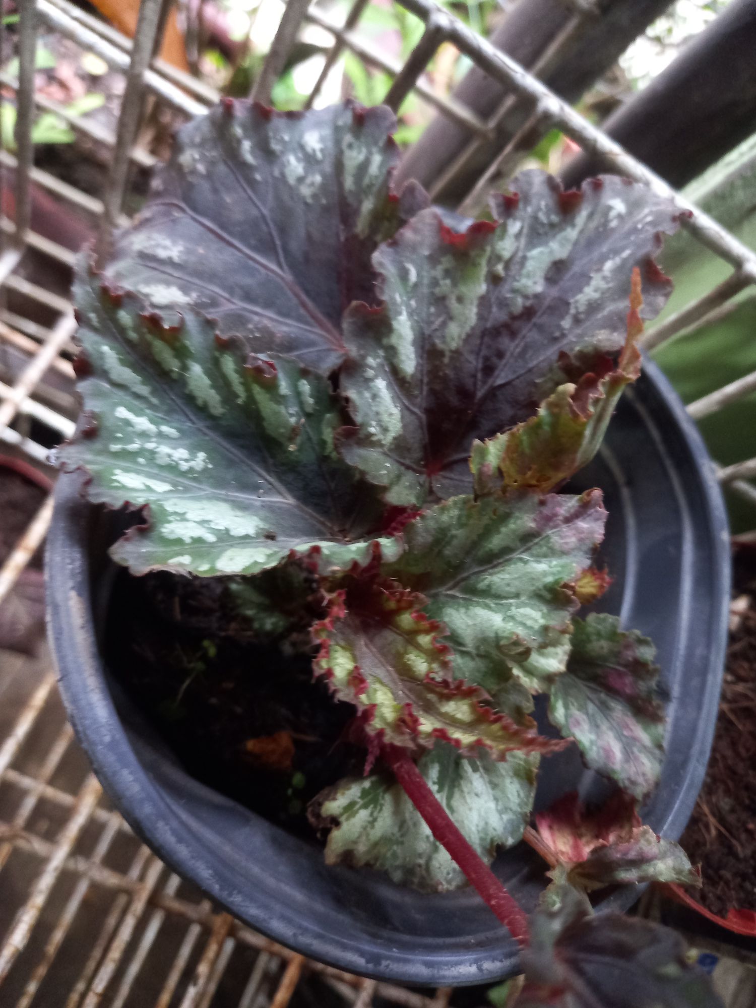 begonia potted different varieties | Lazada PH