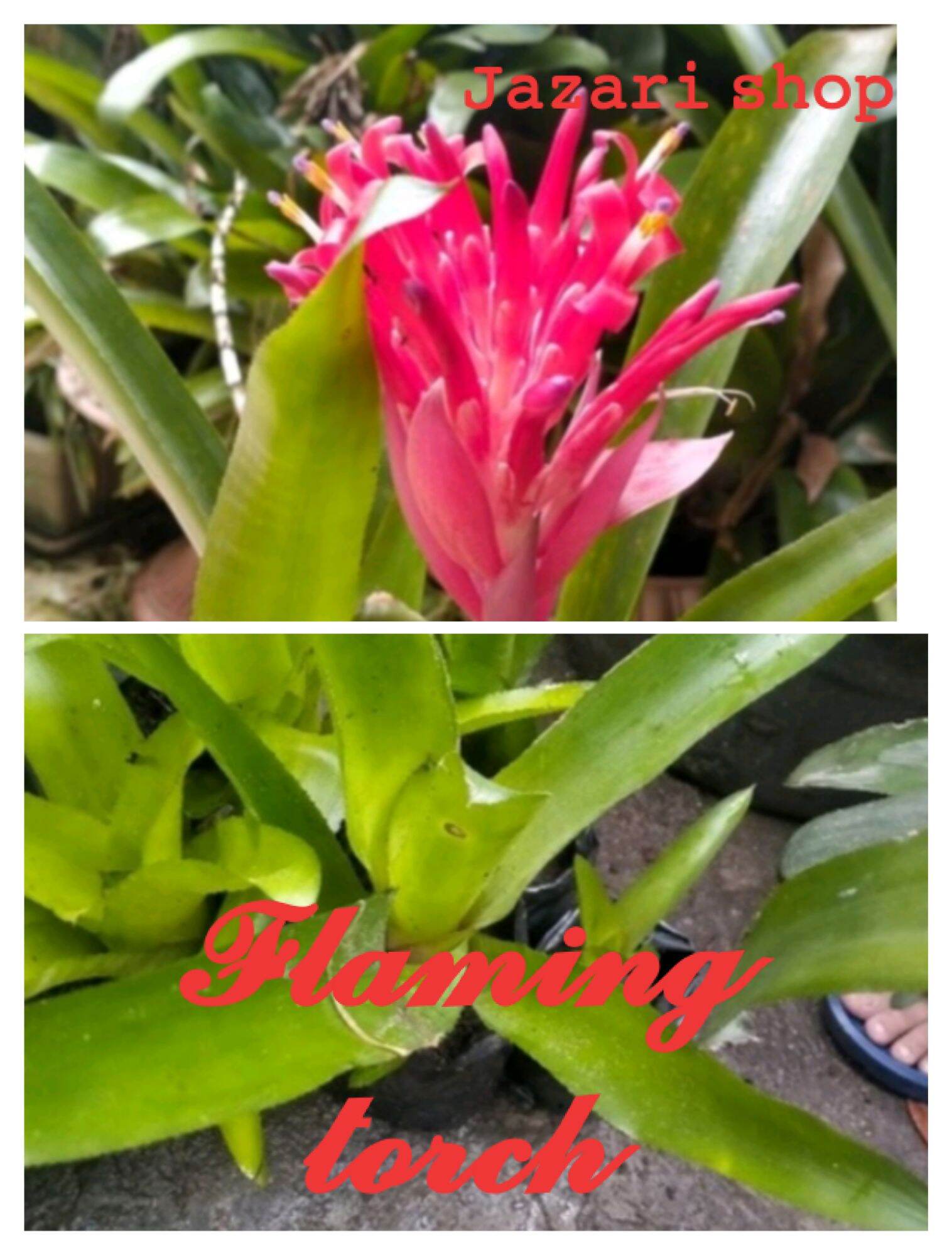 Flaming torch bromeliad live plant Lazada PH
