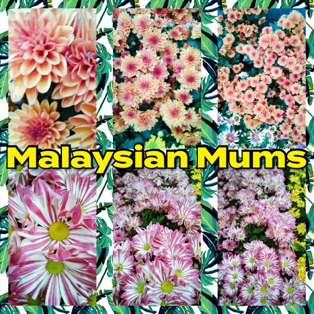 Malaysian Mums with FREE fertilizer Lazada PH