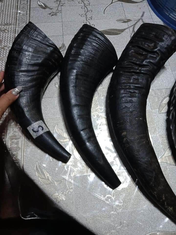 REAL CARABAO HORN CHEW TOYS FOR DOGS Lazada PH