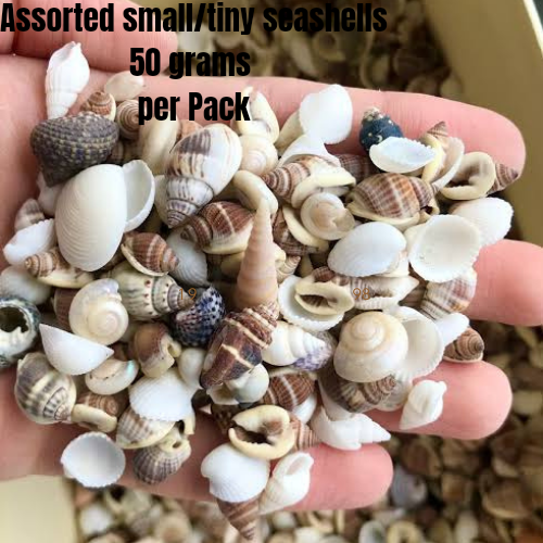 Sea Shells for Crafting - Mixed Beach Seashells - Various Sizes up to 2  Shells - Bag of Approx (1 Pound / 50 Shells)