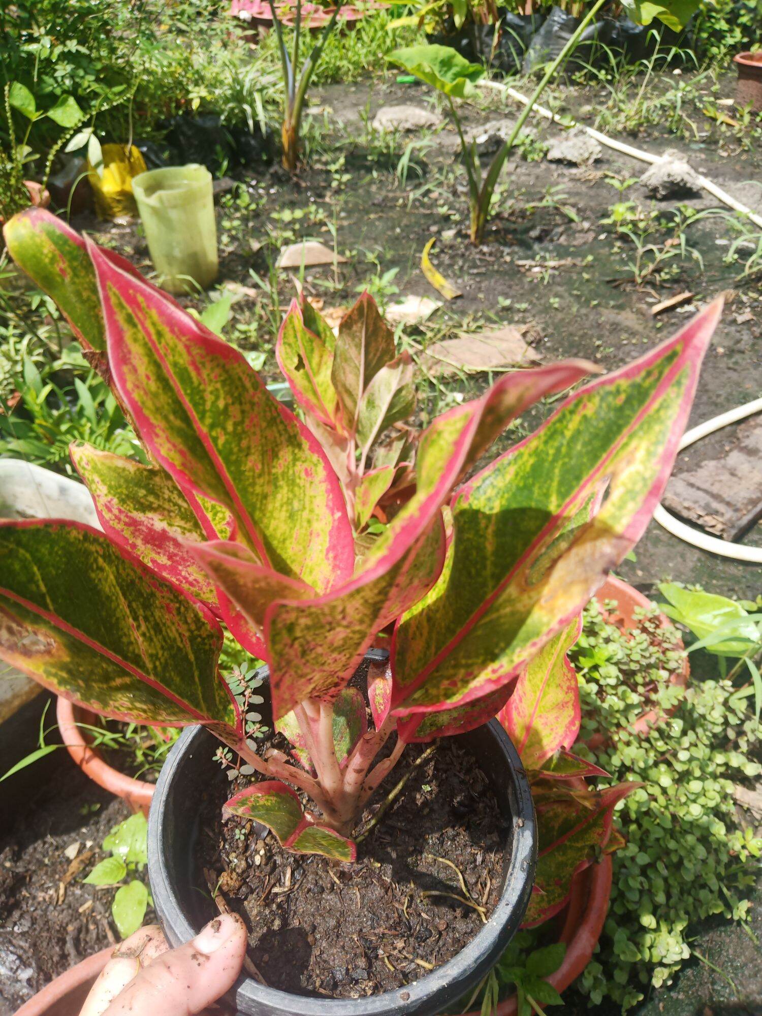 AGLAONEMA CANDY CANE plants Lazada PH