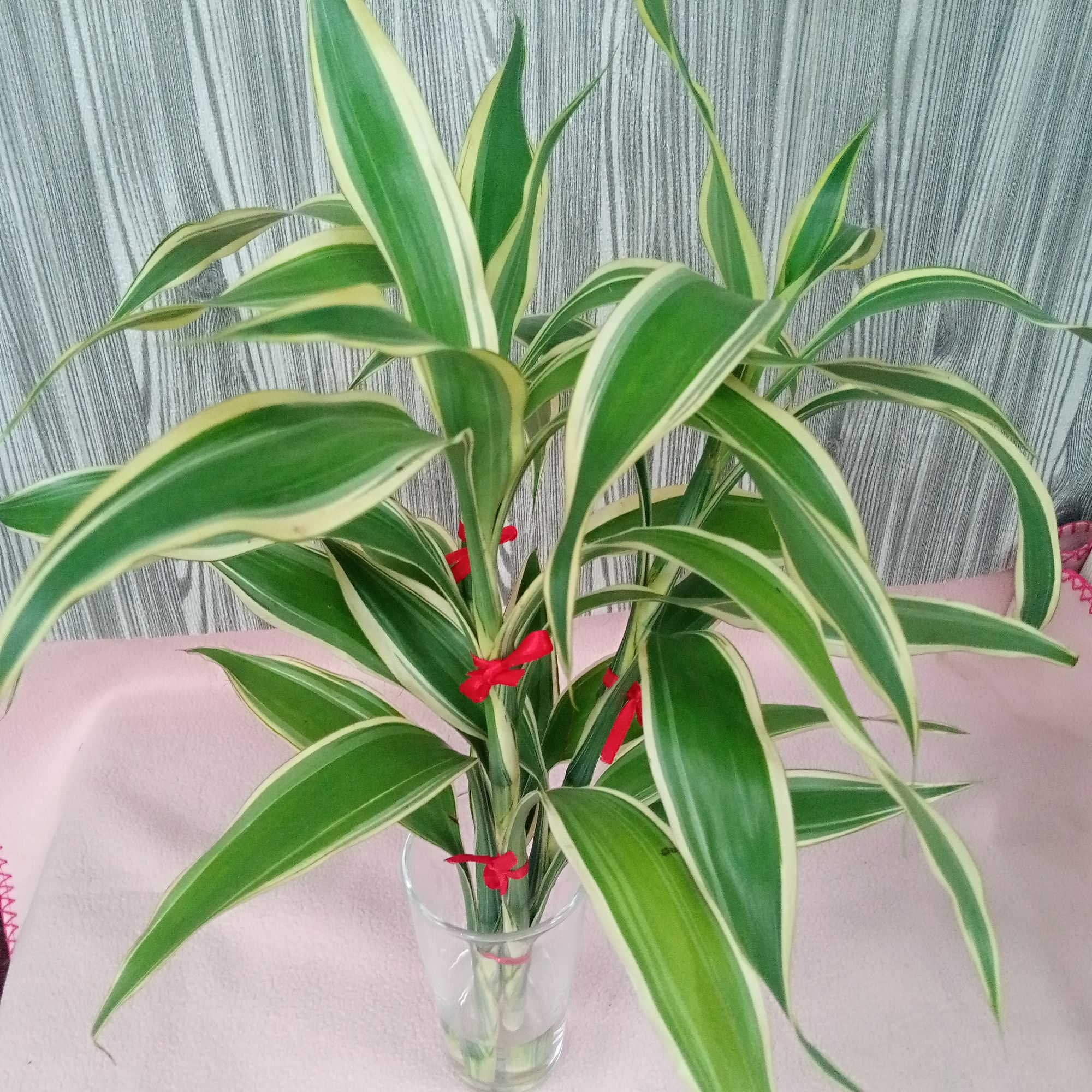 Shop Chinese Bamboo Plants with great discounts and prices online ...