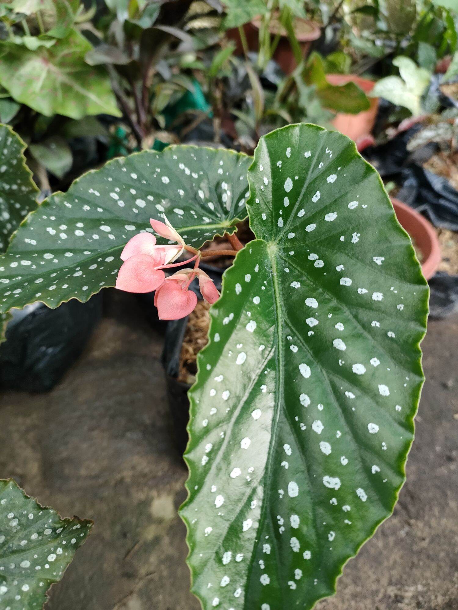 Begonia Maculata Silver Spotted Rare Live Plants | Lazada PH