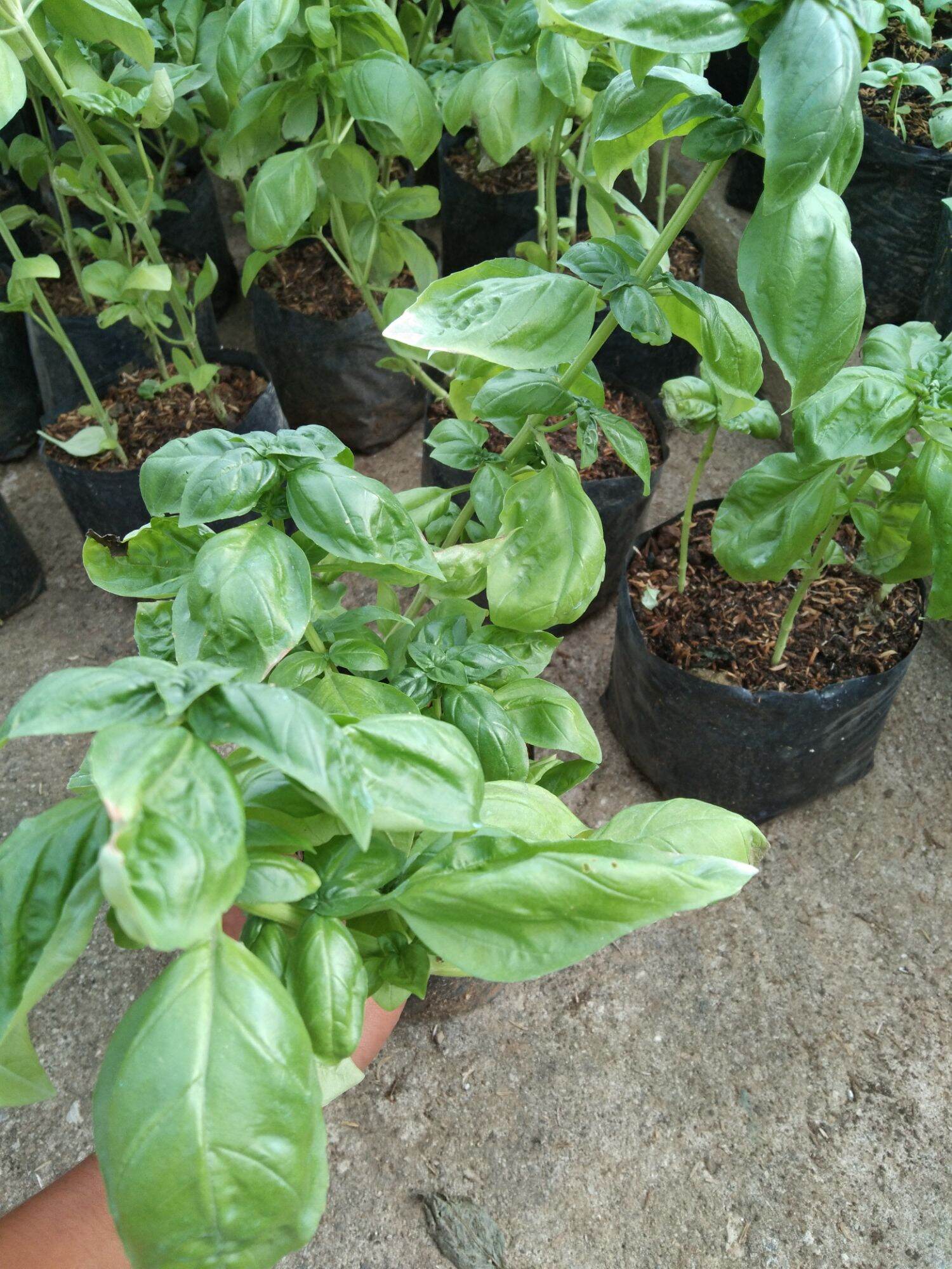 Sweet Basil with FREE fertilizer Lazada PH
