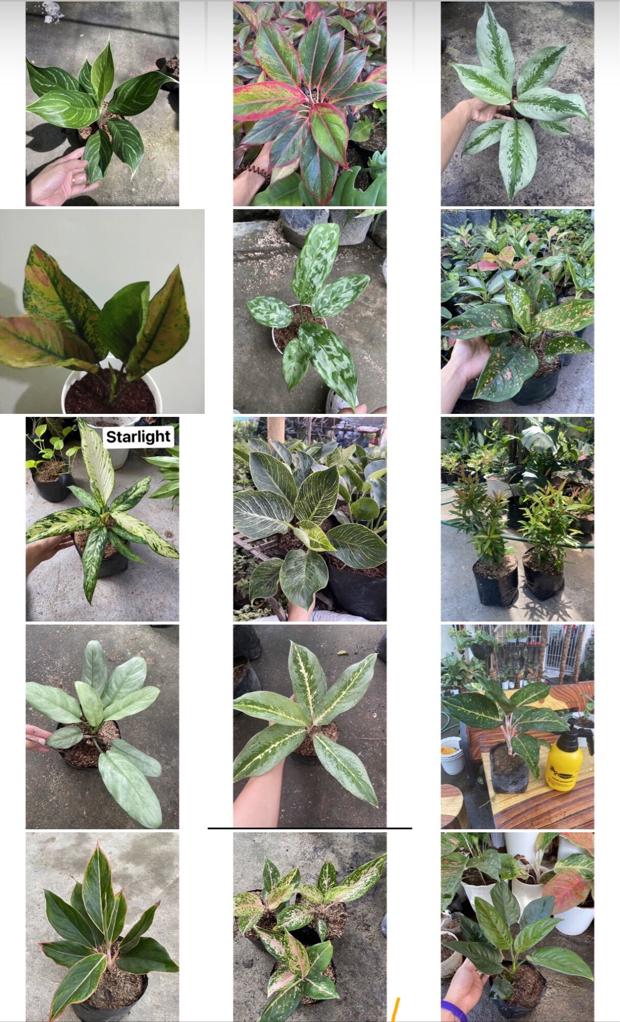8+ Aglaonema Varieties 8+ Aglaonema Varieties