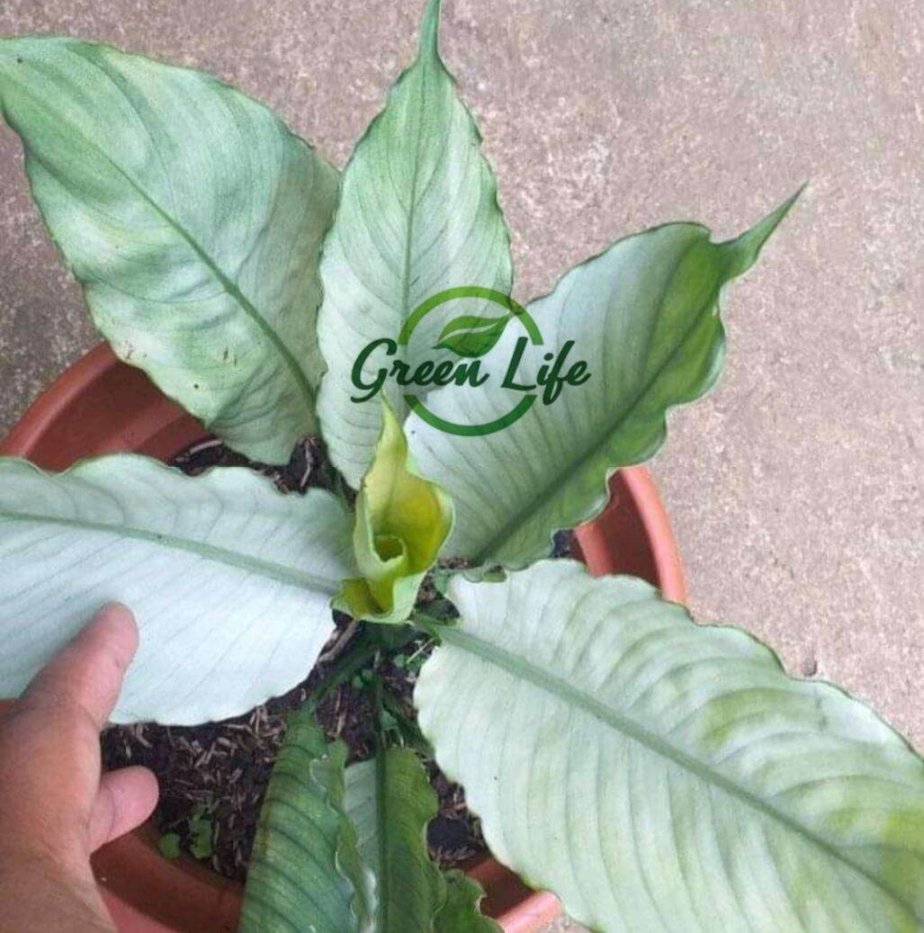 Silver Peace Lily Rare Plants Lazada PH