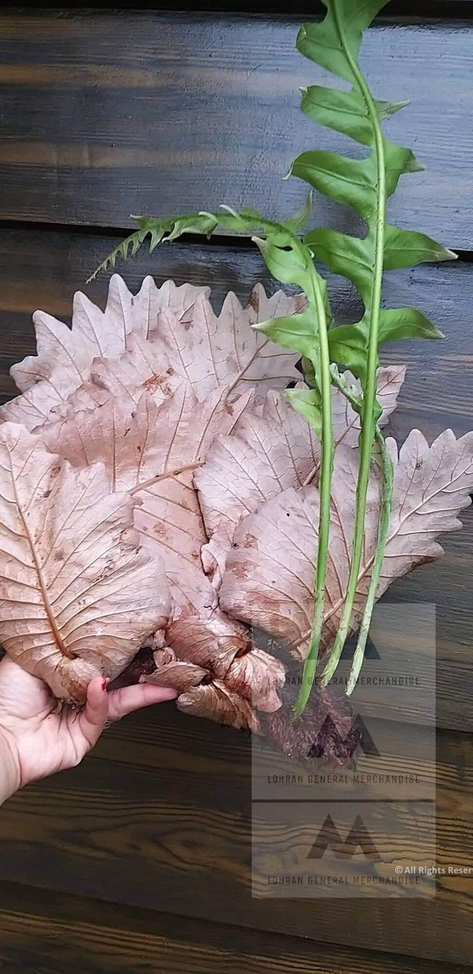 Oak leaf Fern/ Drynaria Fern Garden Decor Lazada PH
