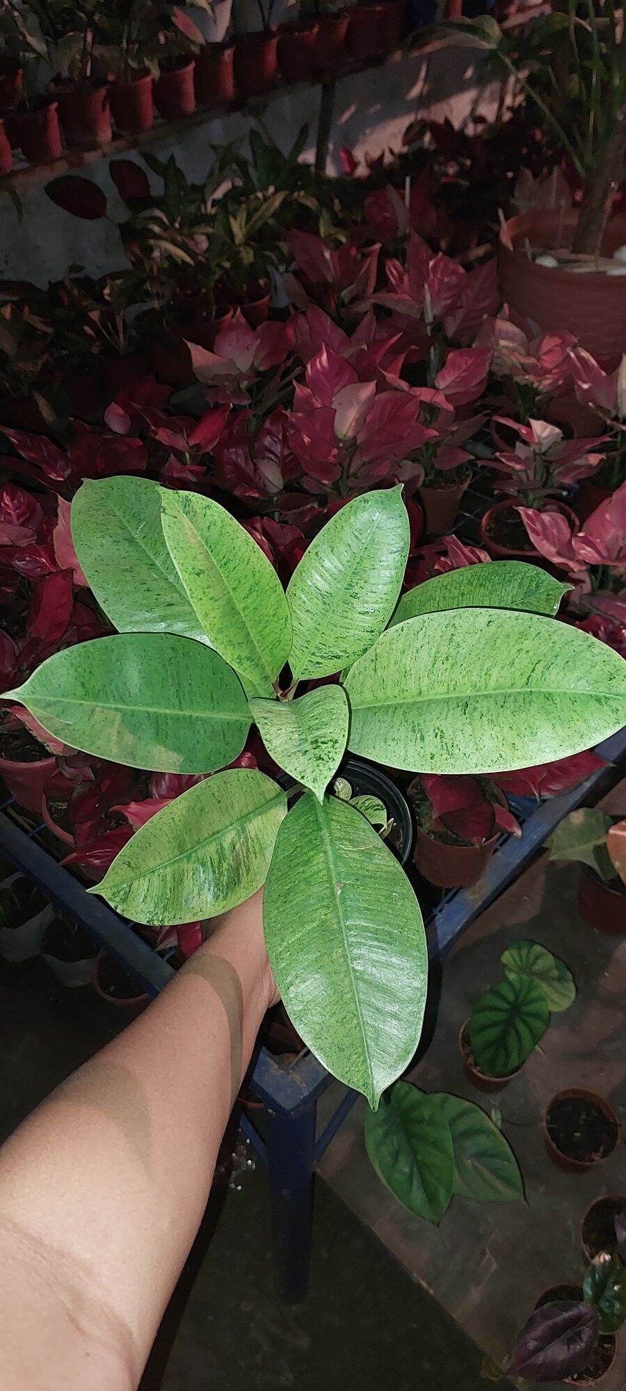 Shivereana Moonlight with Free Philodendron. 