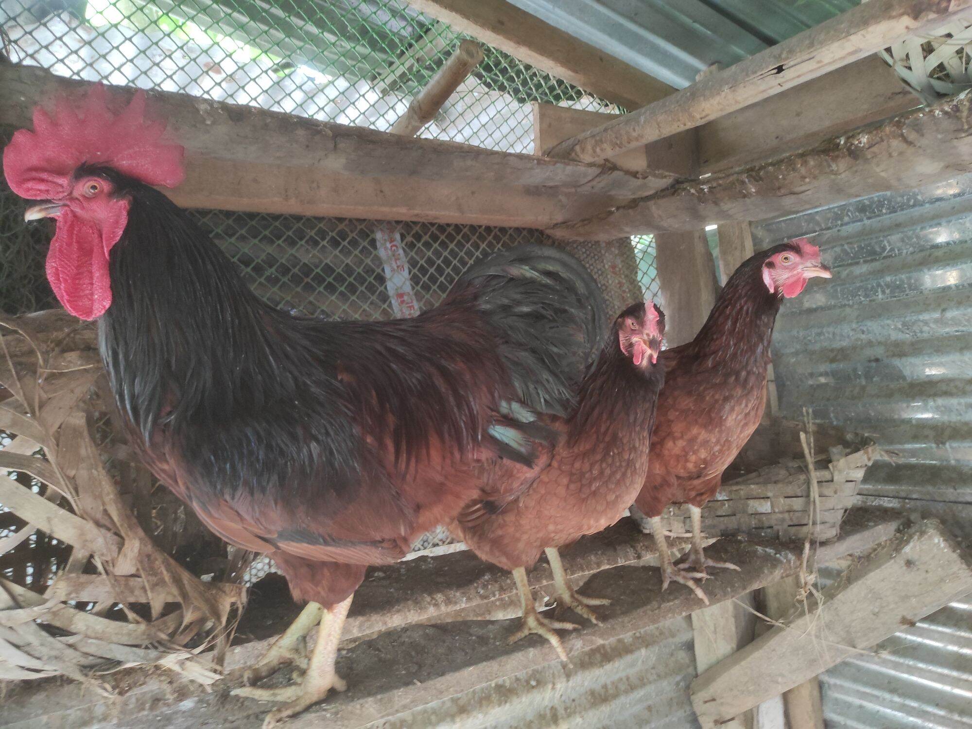 RIR Rhode Island Red Fertile eggs 6/12 PCs (Vintage Line) Lazada PH