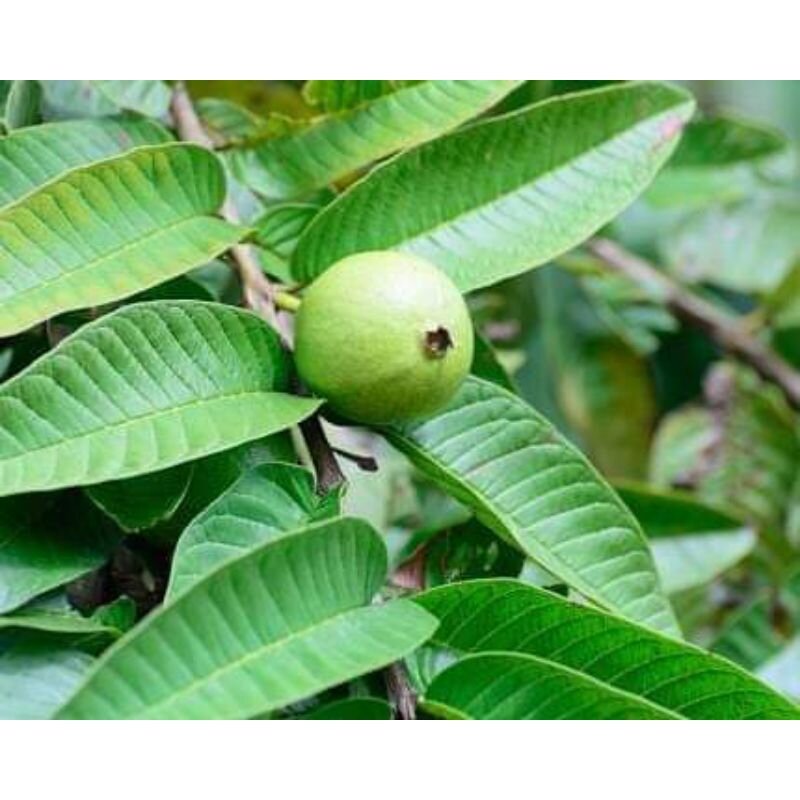 Fresh Guava Leaves Organic Lazada PH