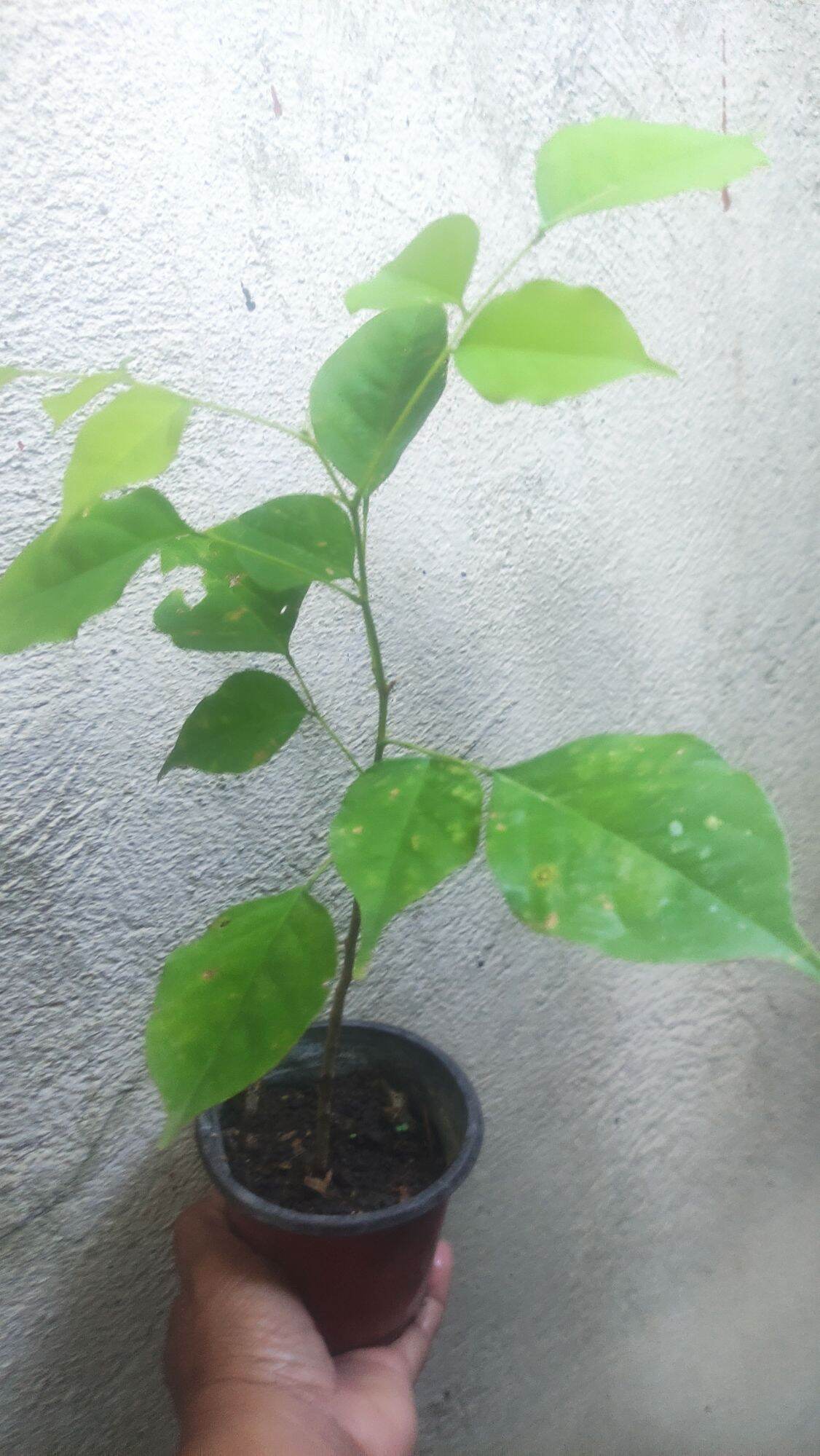 Narra Seedlings Lazada PH