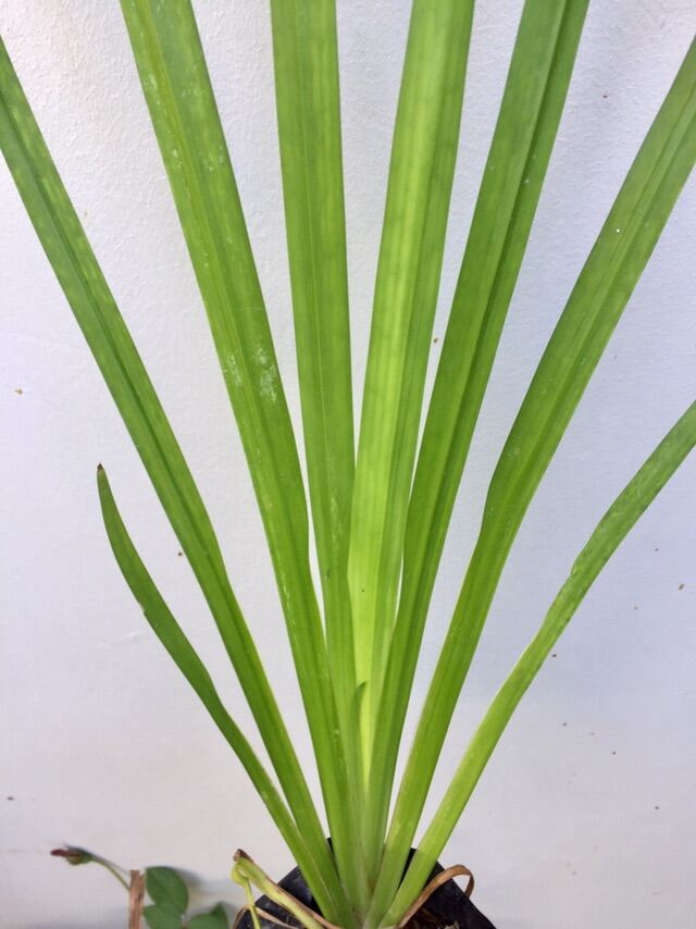 Lubigan Plant/Acorus Calamus | Lazada PH