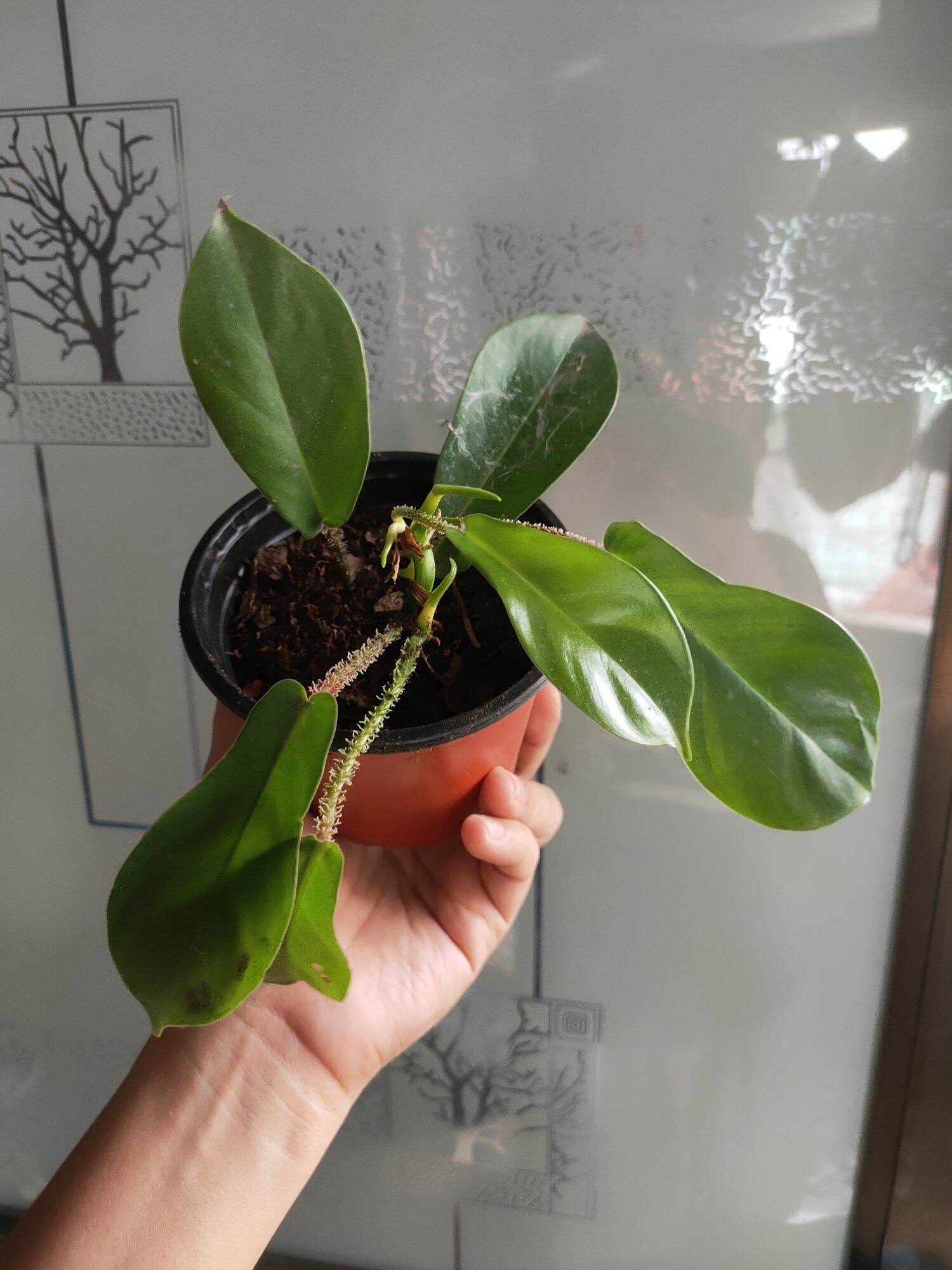 PHILODENDRON SQUAMIFERENUM ACTUAL Lazada PH