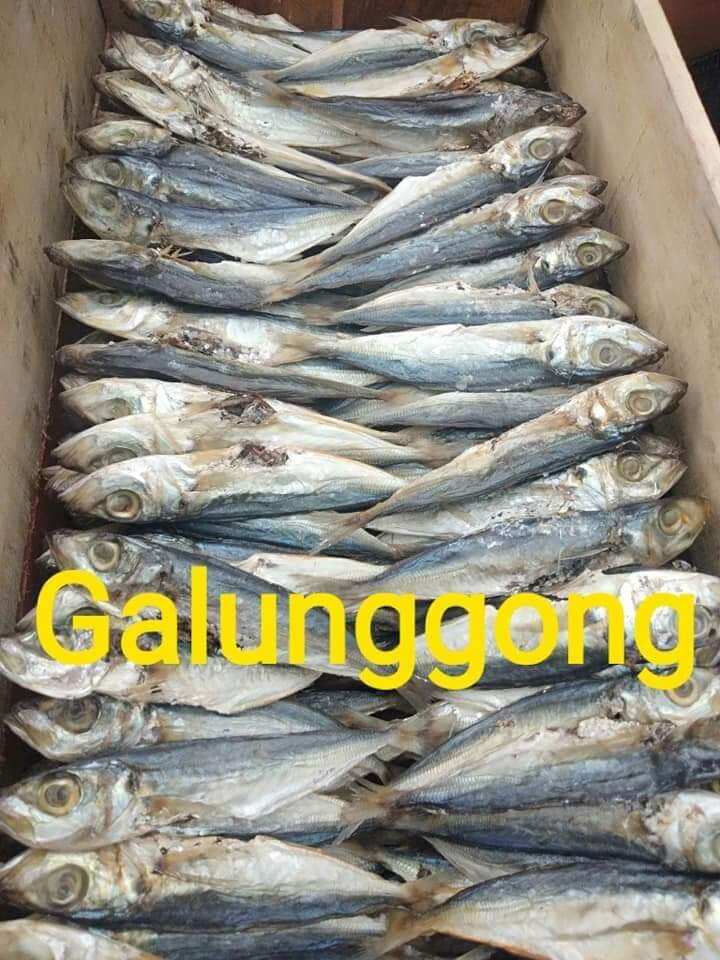 galunggong for dogs