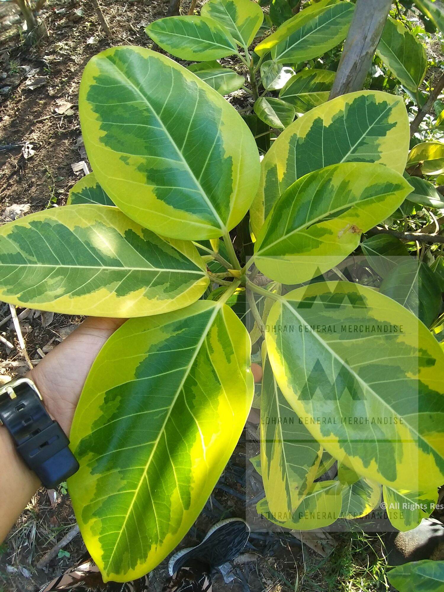 Lemon Lime Rubber live plant decorative Ficus Altissima cuttings only