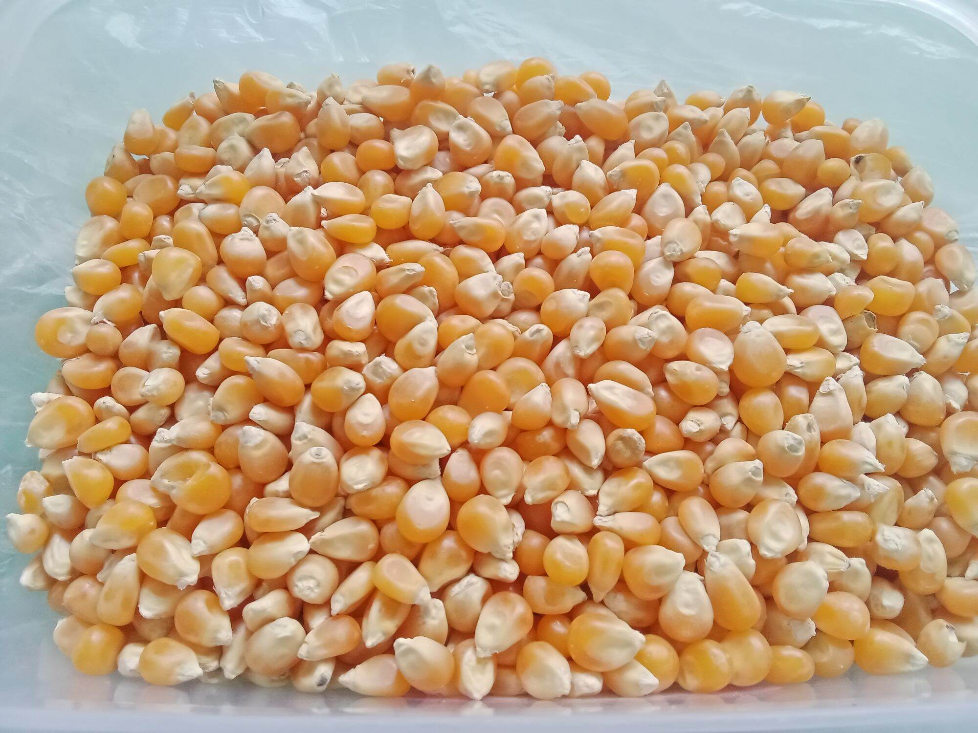 Pop Corn 1 kilo with cheese Lazada PH