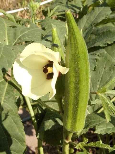 Local Okra Lady Finger Seeds for Home Vegetable Garden