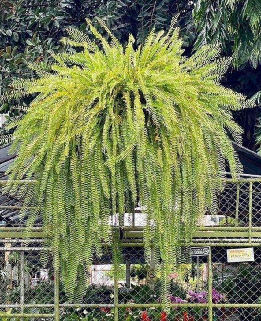 Peruvian Fern,, ,,, fully rooted,,pick up only.