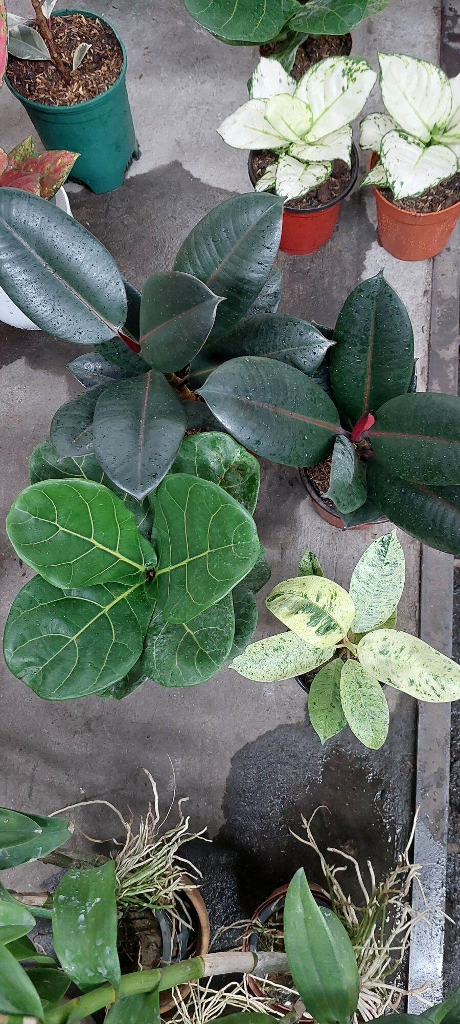 Shivereana Moonlight with Free Philodendron. 