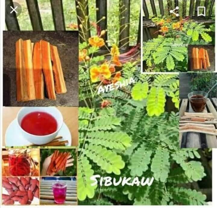 Sappan Woods / anti Cancer Herbal woods / Sibukaw woods original