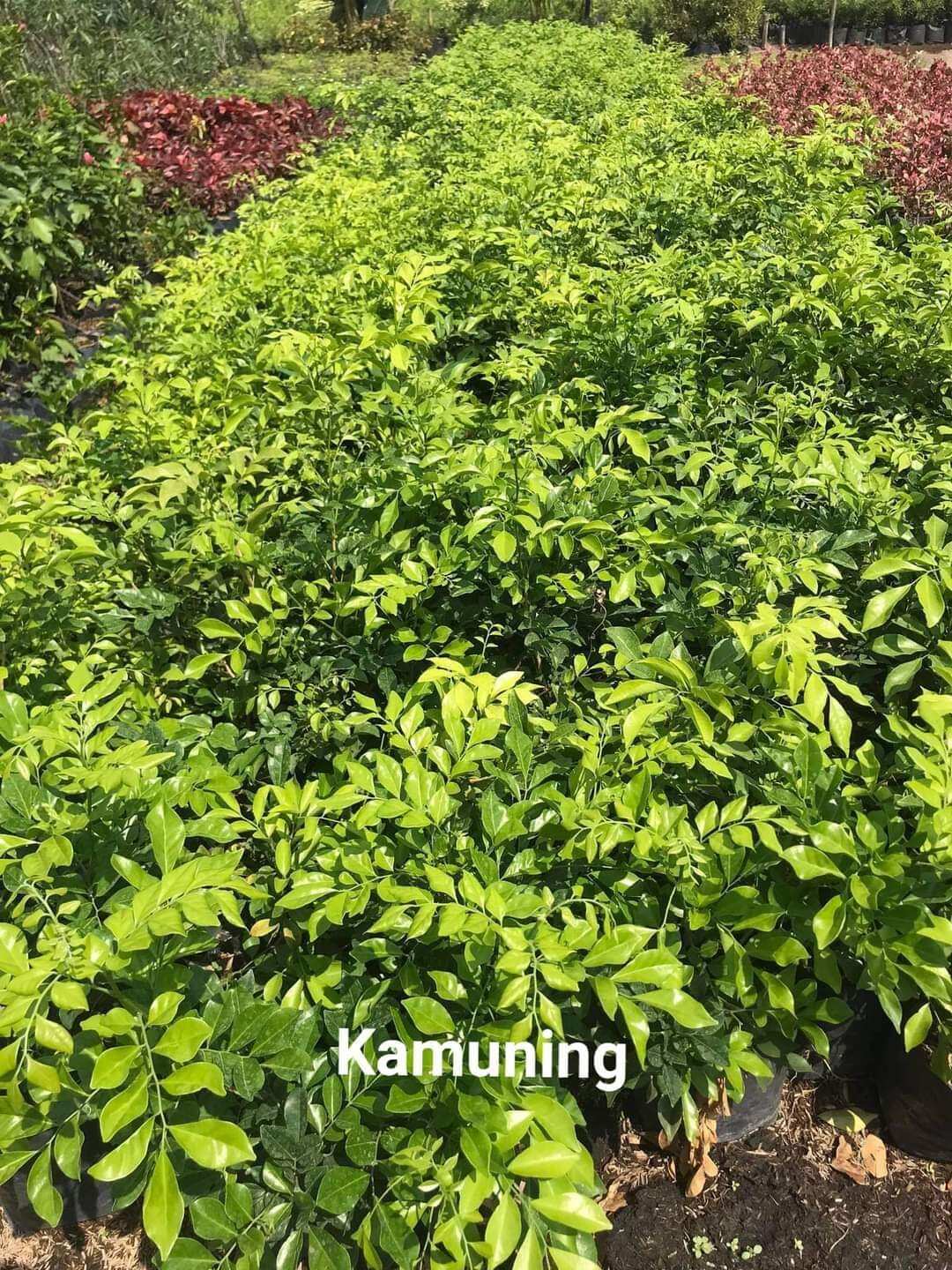 Live Plant Grafted Plant Marcoted Plant Tree Kamuning Tree Plant Fruit bearing Tree Plant Indoor