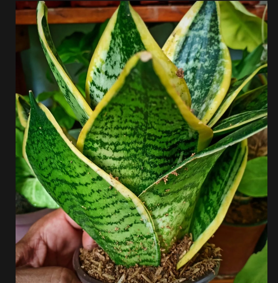Dwarf Snake Plant sanseveria live plant big Size with plastic pot easy ...