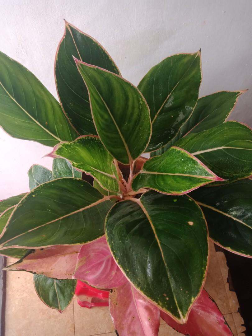 Aglaonema pinklipstick.Rooted in small pot indoor plant | Lazada PH