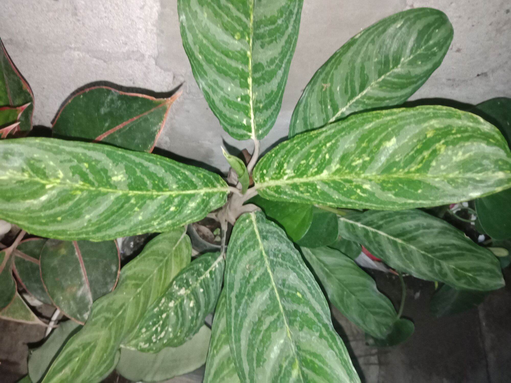 Aglaonema Brilliant Live Rooted | Lazada PH