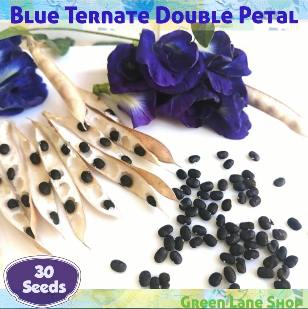 30 seeds Blue Ternate Double Petal Flower variety/ Butterfly Pea Flower Tea