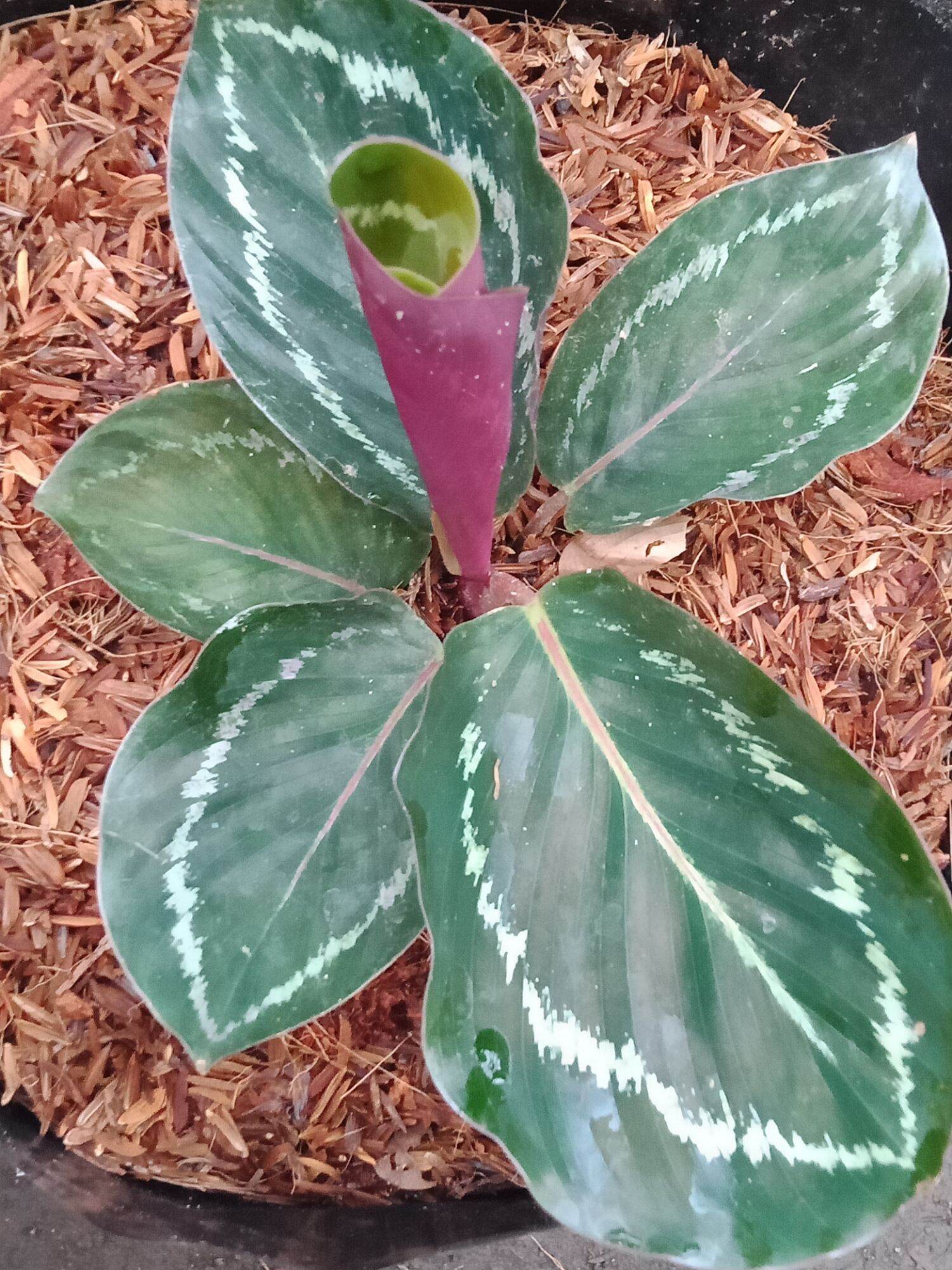 Calathea Jungle Rose Lazada PH