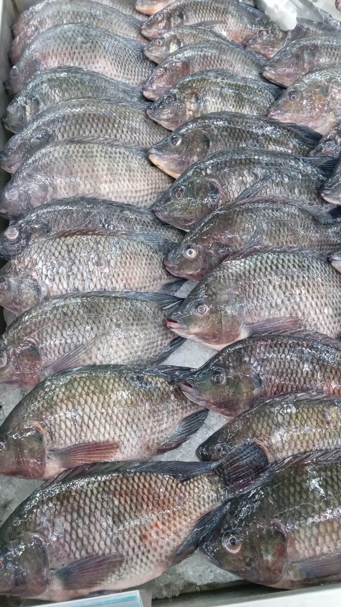 Tilapia per 1 kilo Lazada PH