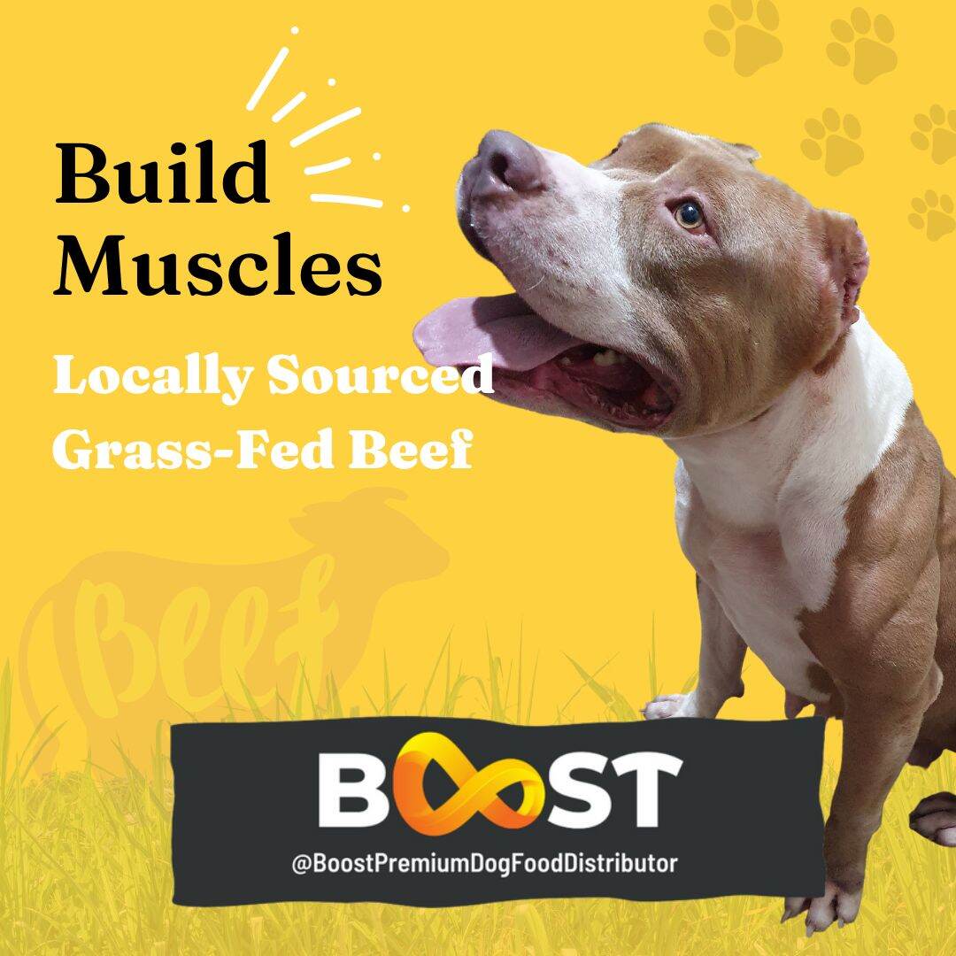 Shop online with Boost Premium Dog Food Distributor now! Visit Boost