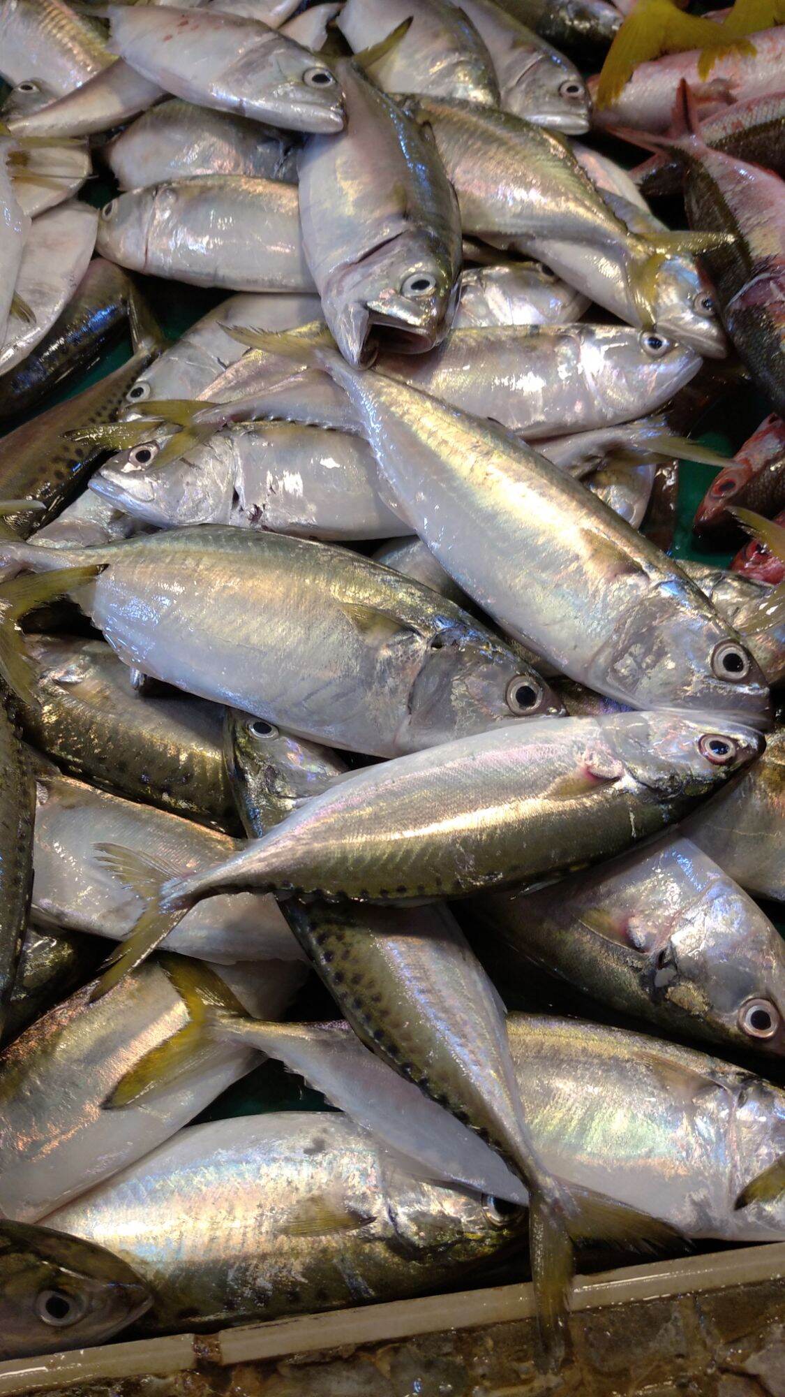 FRESH HASA HASA FISH 1/2 kg. 