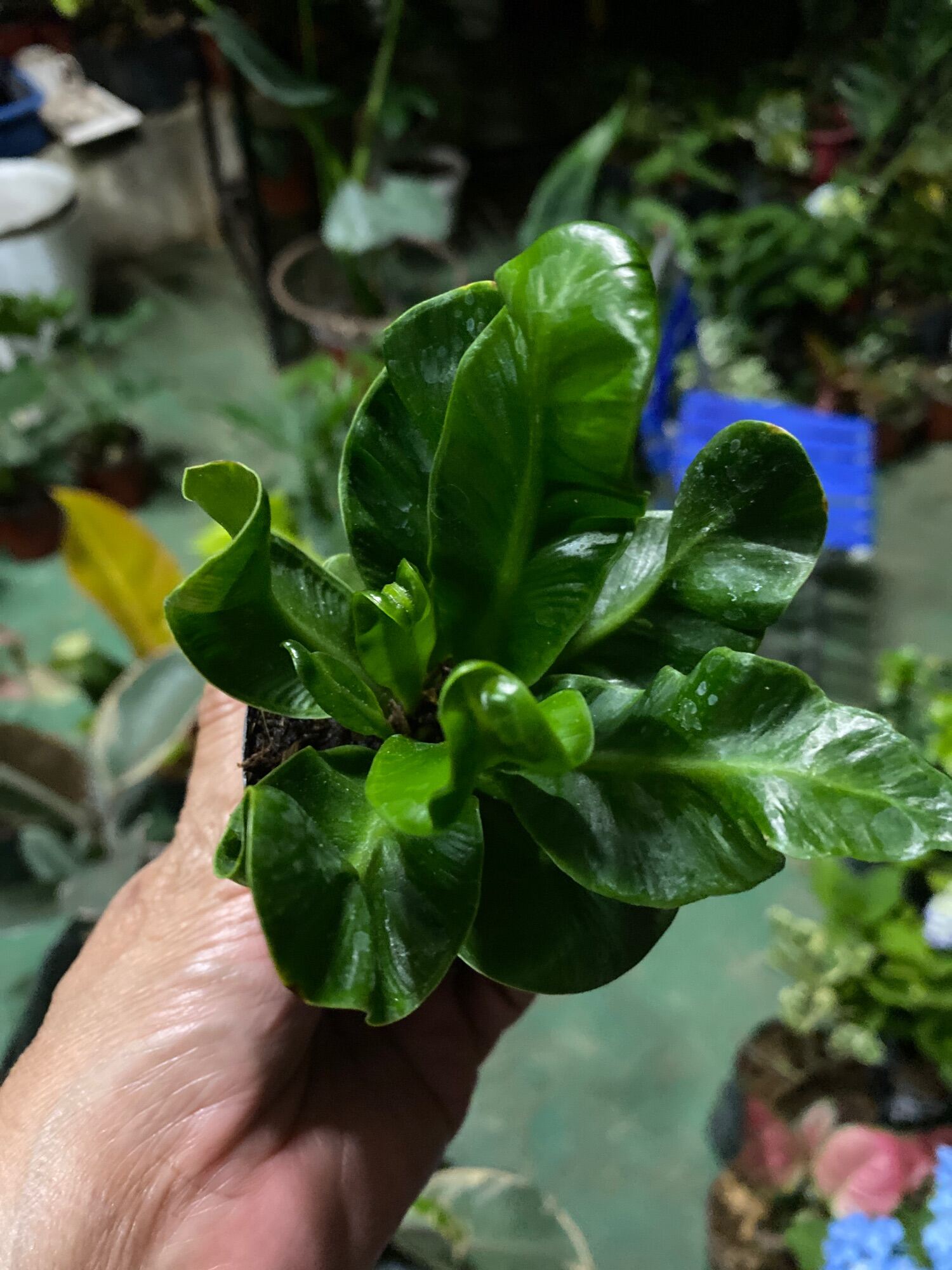 Cobra fern | Lazada PH