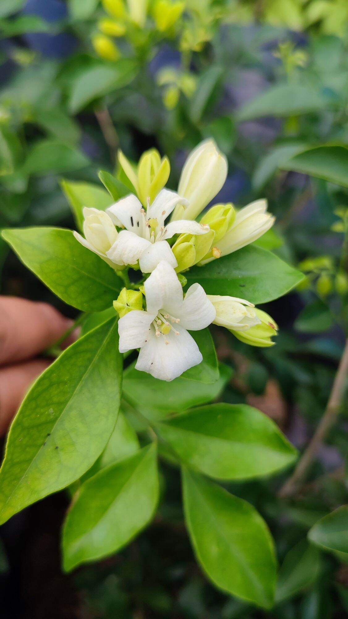 Kamuning Orange Jasmine Fragrant Lazada PH