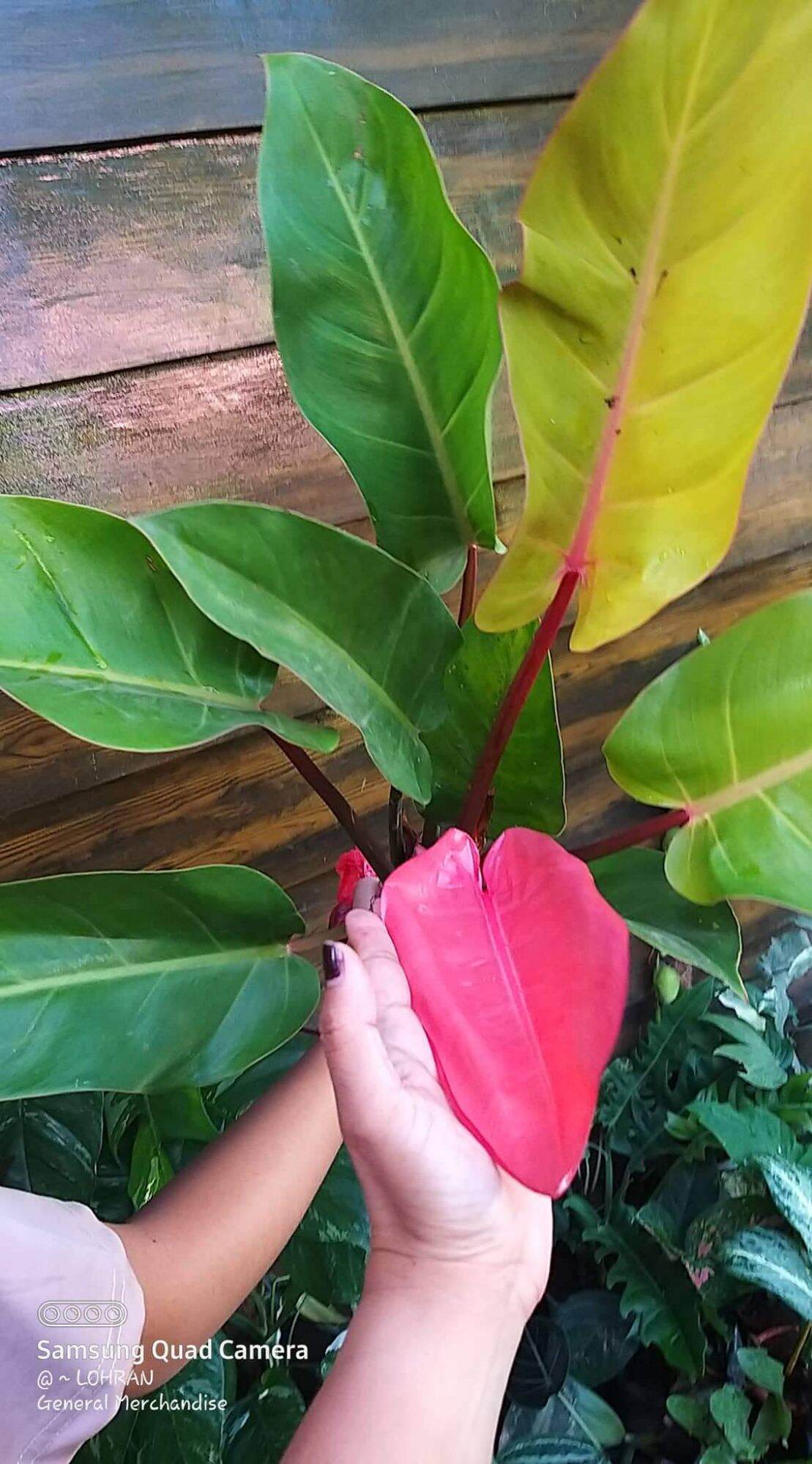Explore Philodendron Prince Of Albert at Unbeatable Prices Online | Lazada  Philippines