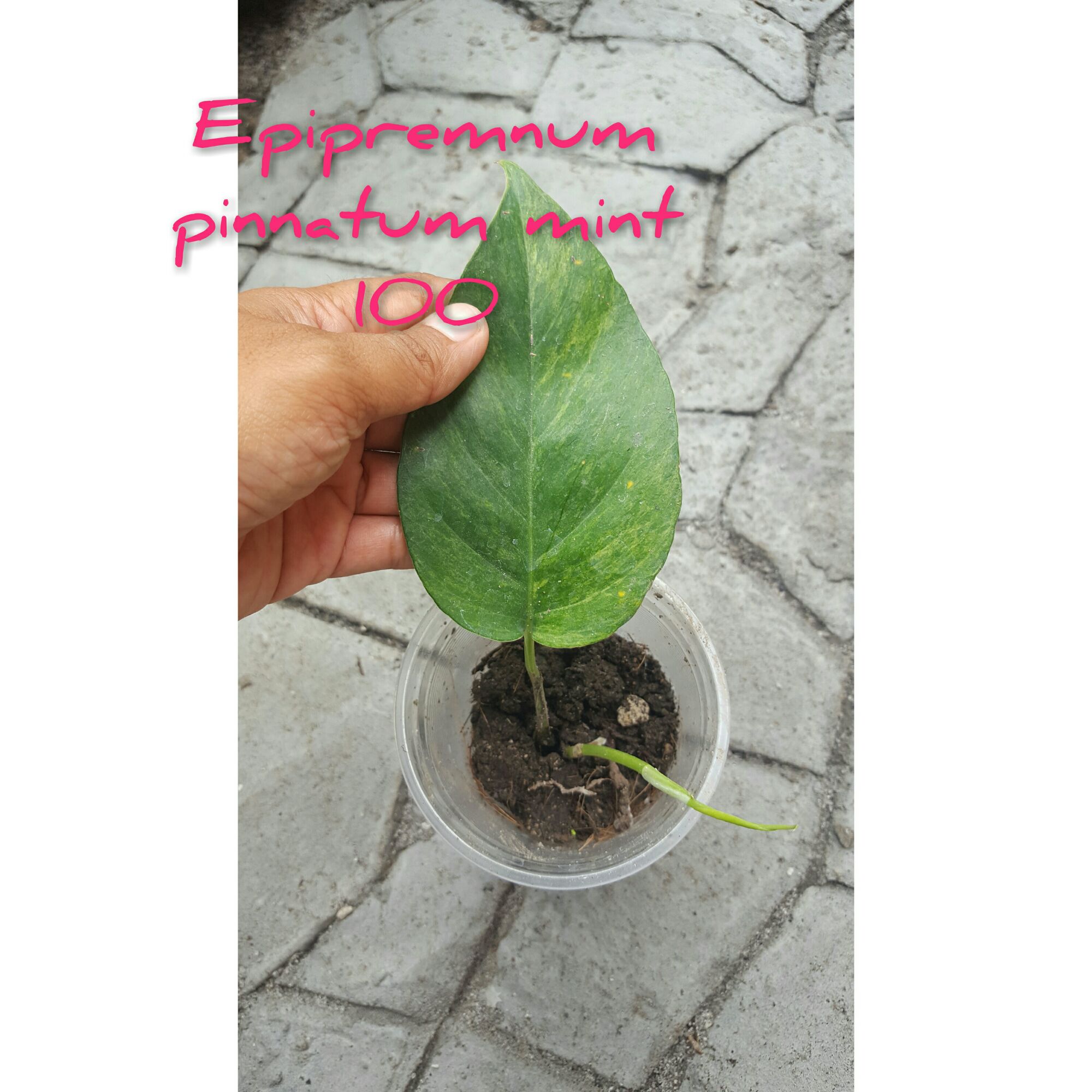 epipremnum pinnatum mint
