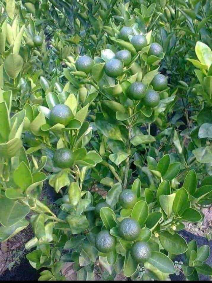 Calamansi Grafted Sintunis bearing fruit Citrus Hybrid Var Lazada PH