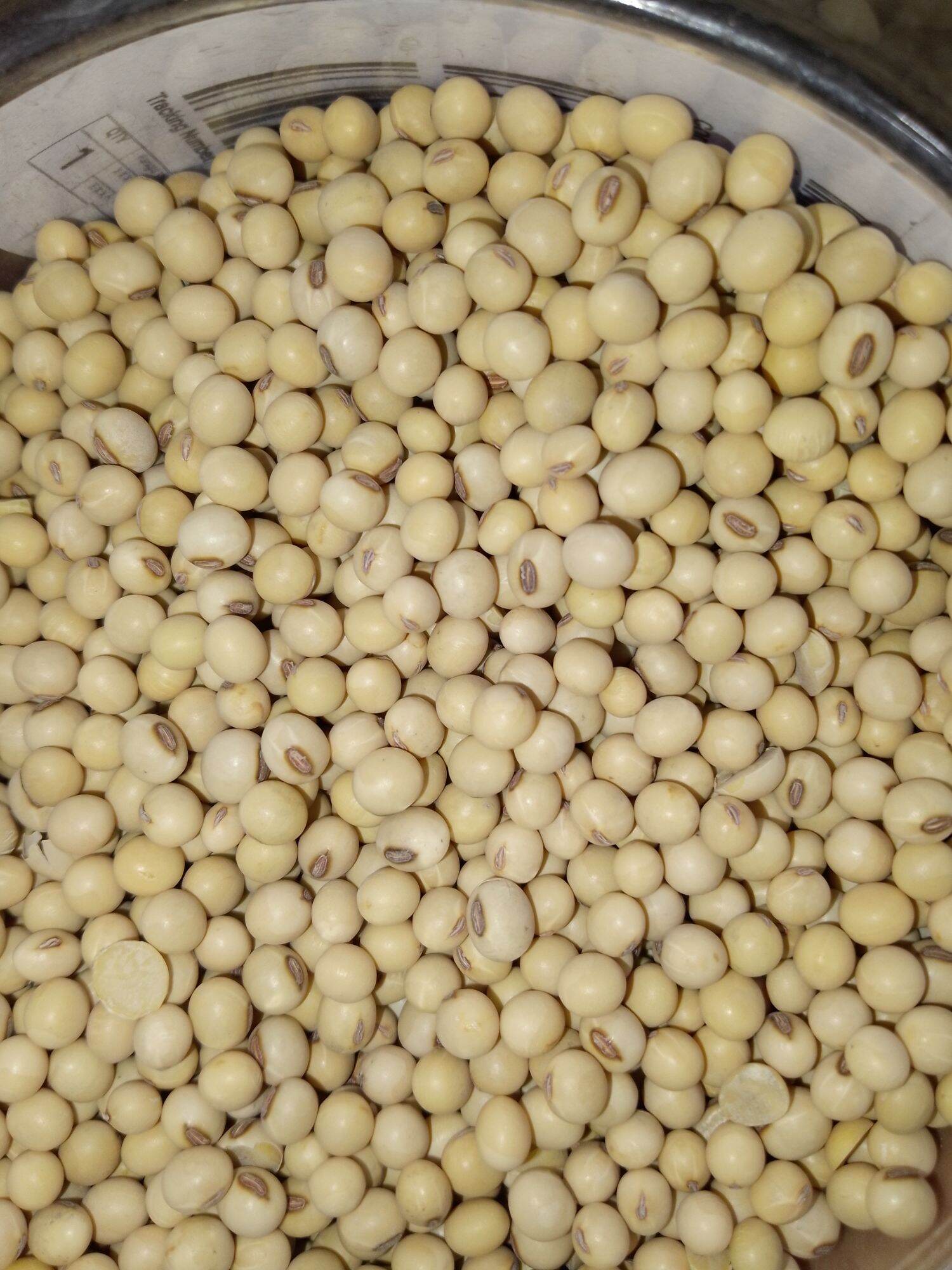 Soy beans For planting (100 Seeds). 