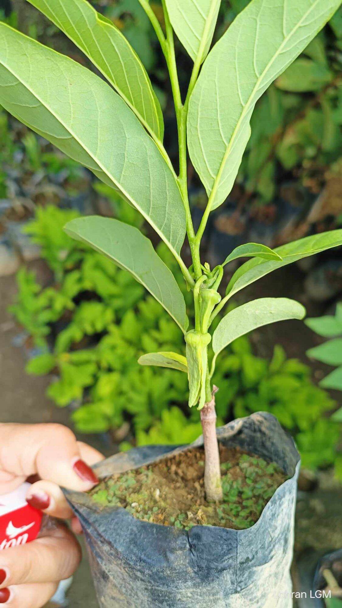 Atis Seedless Dwarf Hybrid Grafted Fruit tree Var | Lazada PH