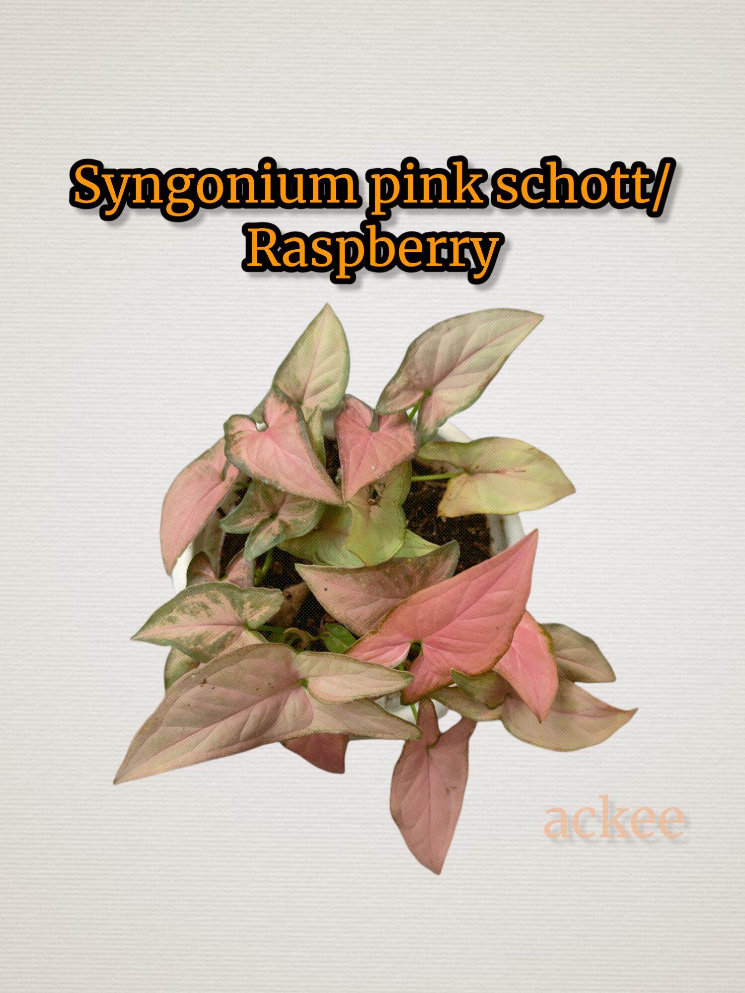 Syngonium offers Pink Schott