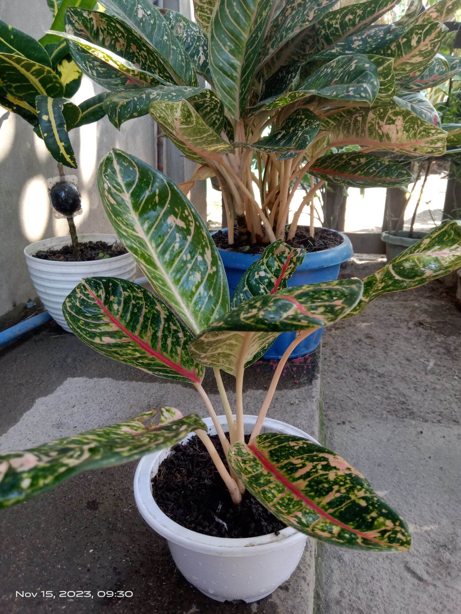 anthurium amoenum var. humile Anthurium Wild Arrow  Ecuagenera USA Corp