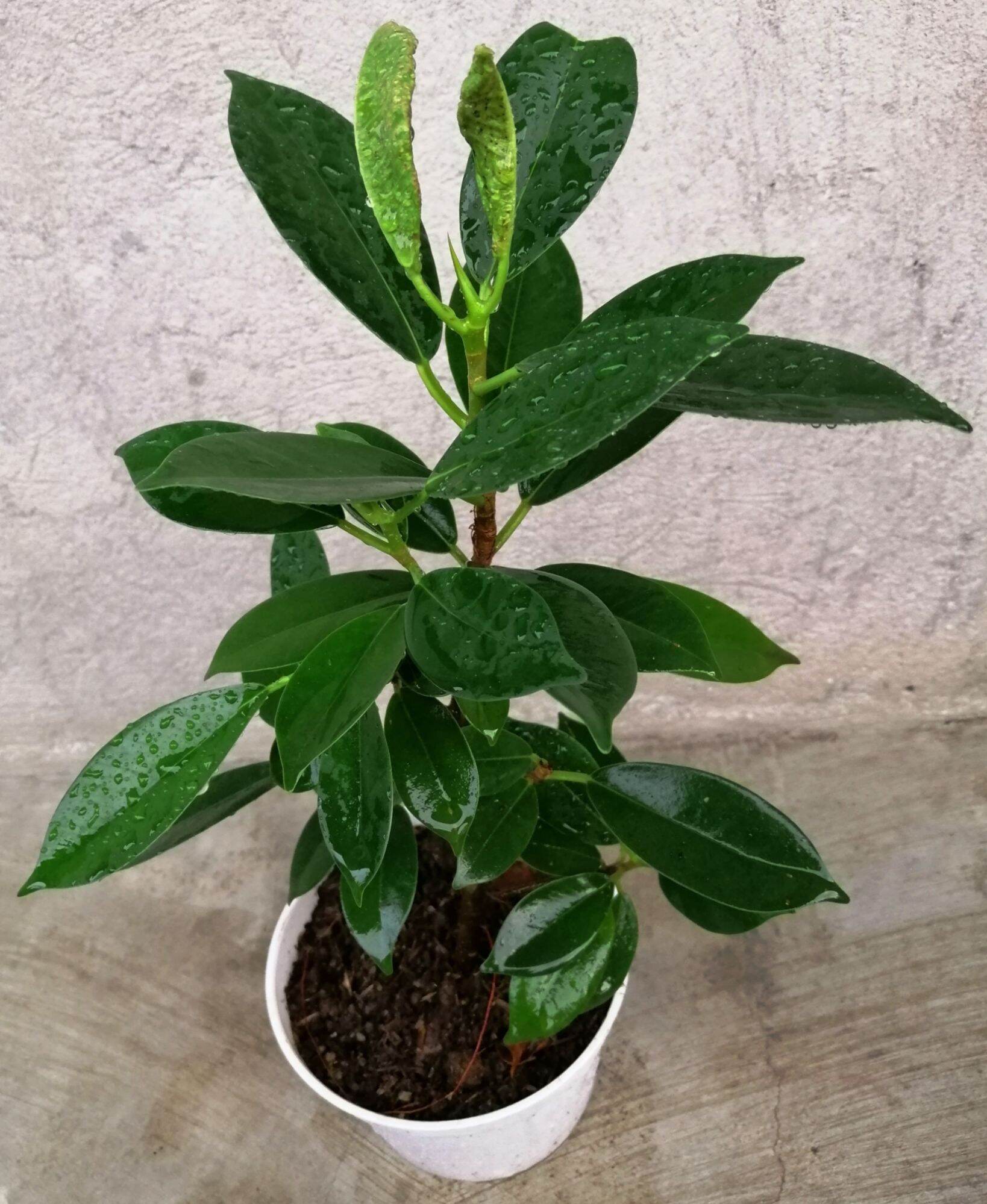 Chinese banyan, with roots, free soil & pot, live/real plant, bonsai